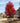 October Glory Red Maple