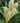 Otto Luyken English Laurel