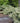Otto Luyken English Laurel