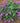 Pugster Periwinkle® Butterfly Bush