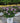 Pugster Amethyst® Butterfly Bush