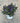 Pugster Blue® Butterfly Bush
