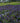 Pugster Blue® Butterfly Bush