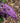 Pugster Periwinkle® Butterfly Bush