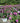 Pugster Pinker® Butterfly Bush