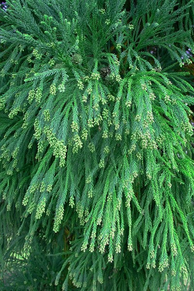 Radicans Japanese Cedar – The Plant Firm