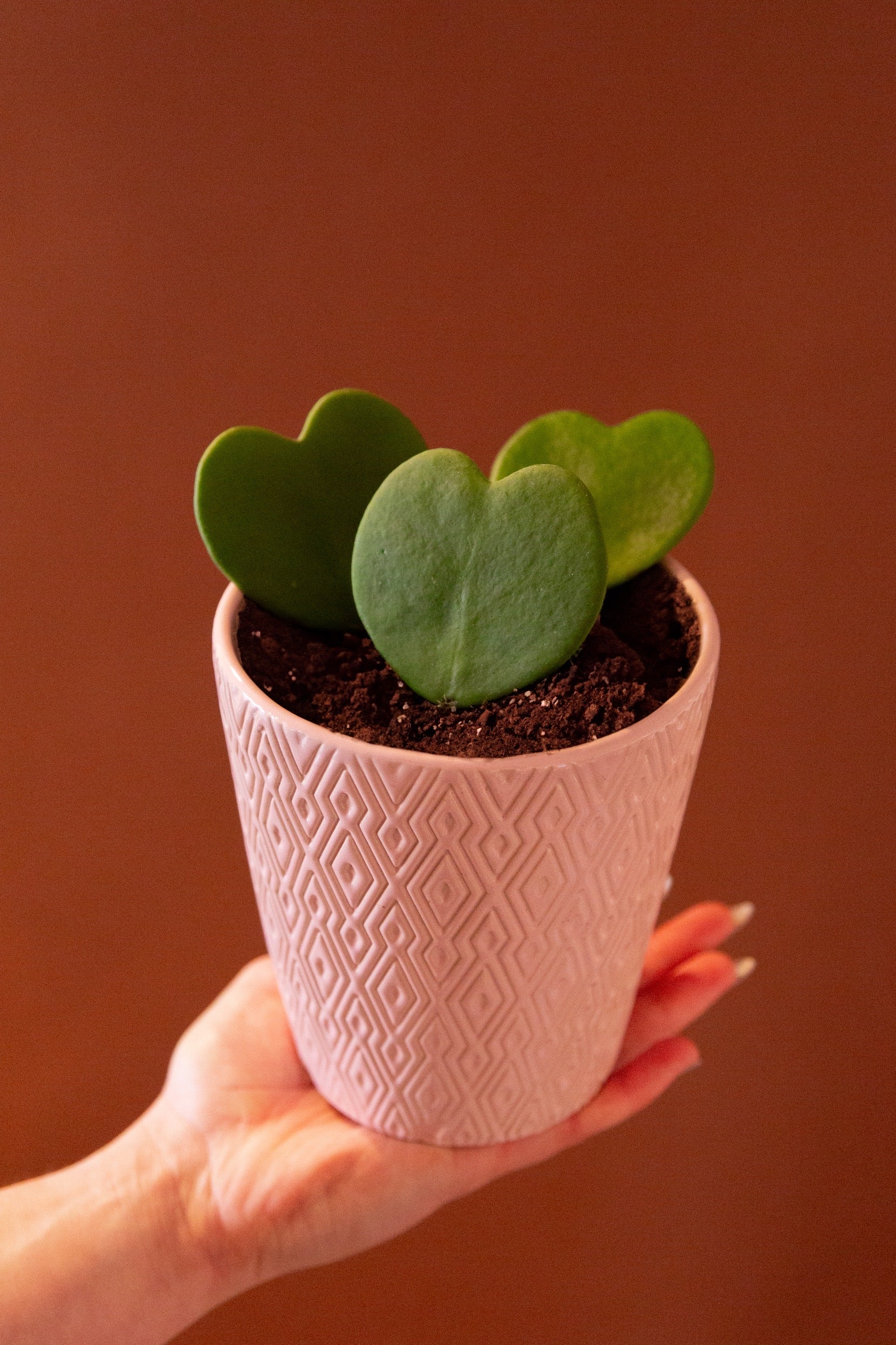 heart hoya succulent Hoya Heart – The Plant Firm