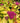Double Play® Candy Corn® Spiraea