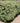 Variegated Pittosporum