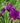 Variegated Japanese Iris