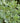 Variegated Pittosporum