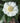 Camellia Winter's Snowman