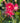 Woodland Ruby Anise