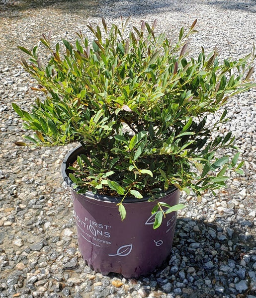cinnamon girl plant Distylium Cinnamon Girl – The Plant Firm