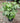 Paperplant Aralia Sieboldii