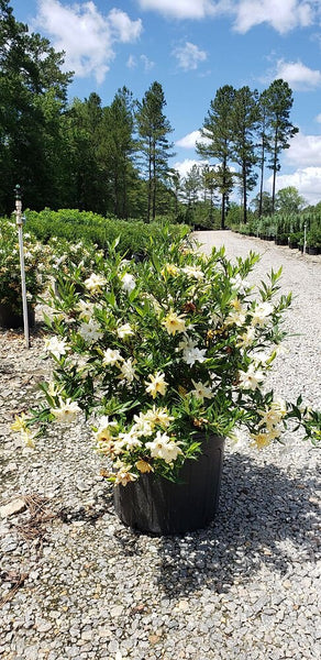 Frostproof Gardenia – The Plant Firm