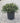 Bordeaux Yaupon Holly Condeaux