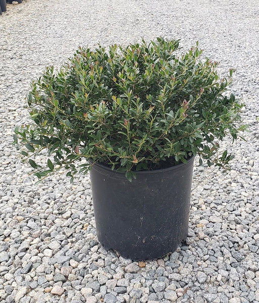 Bordeaux Yaupon Holly Condeaux – The Plant Firm