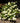 Bobo Hardy Hydrangea ILVOBO