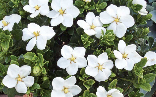 Gardenia jasminoides Kleim's Hardy Cape Jasmine – The Plant Firm