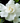 August Beauty Cape Jasmine