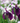 Iris ensata Variegata Japanese