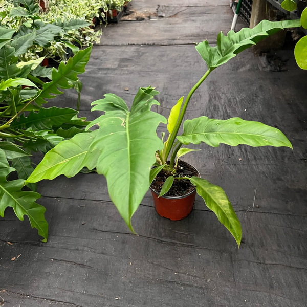 mayoi philodendron care Philodendron Mayoi – The Plant Firm
