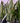Snake Plant Laurentii