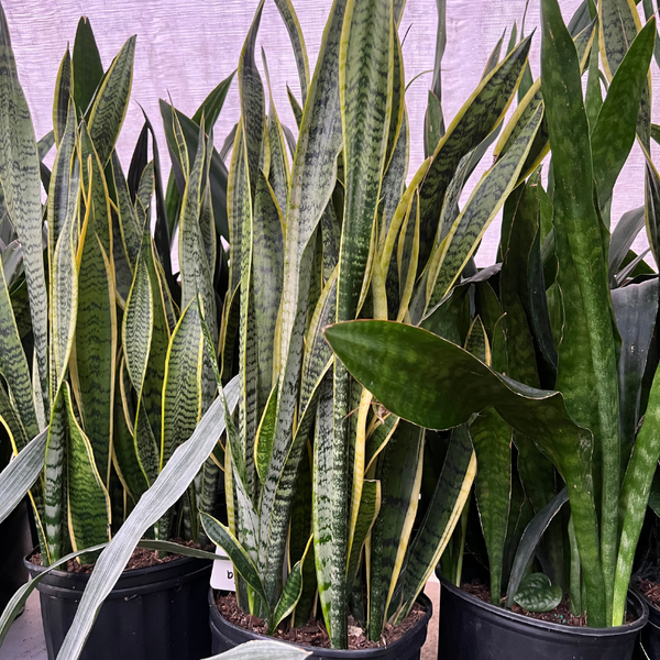 https www.thesill.com products snake-plant-laurentii-olmsted variant sonora Snake Plant Laurentii 10"