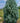 Arizona Blue Cypress Smooth Bark