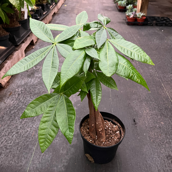 Money Tree – The Plant Firm