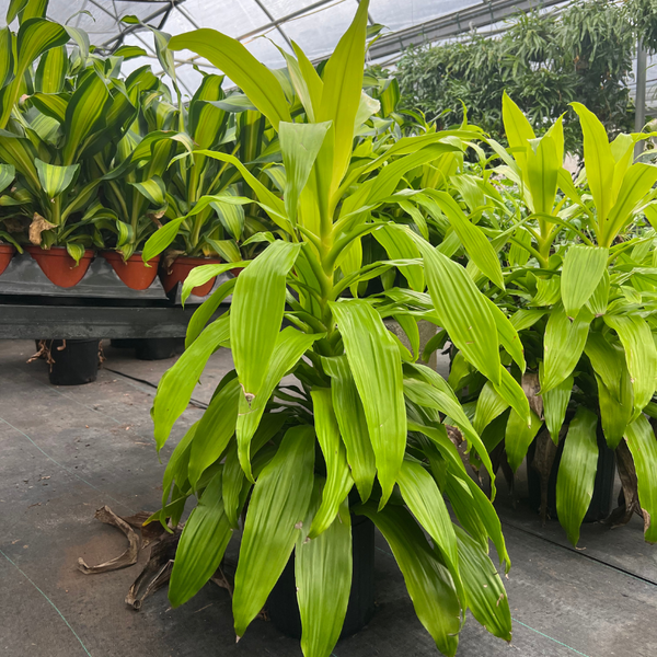 dracaena limelight Dracaena Limelight (Corn Plant)