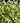 Hosta Undulata Aurea Marginata Wavy Hosta