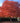 Red Sunset® Maple