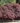 Tamukeyama Japanese maple