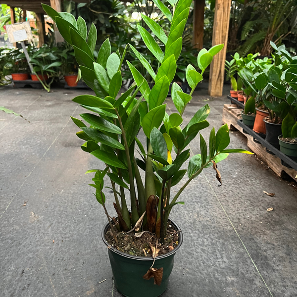 Buy ZZ Plant House – The Plant Firm