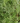 Threadleaf Japanese Maple