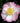 Apple Blossom Autumn Camellia