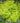 Aurea Golden Japanese barberry