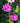 Autumn Spirit Autumn Camellia