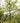 Bald Cypress