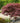 Bloodgood Japanese Maple