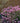 Bloomerang® Purple Lilac