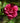Bonanza Autumn Camellia