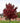 Brandywine Red Maple