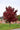 Brandywine Red Maple