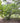 Brown Turkey Fig Tree (Edible)