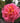 Ack-Scent Japanese Camellia
