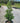 Conaf Oak Leaf Holly