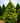 Crippsii Golden Hinoki False Cypress